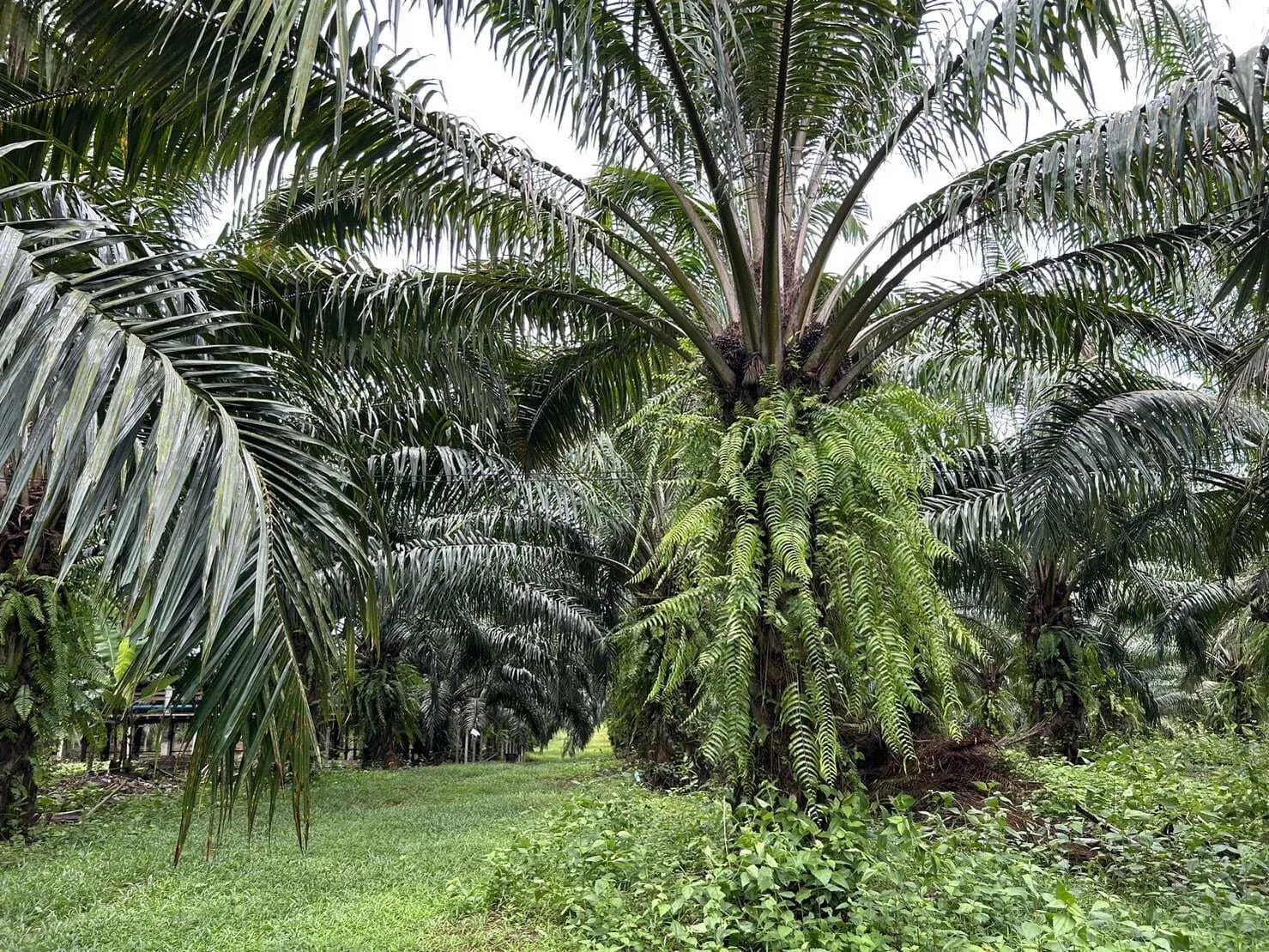 Land for Sale 44 rai in Tai Muang, Phang Nga — Thumbnail 4