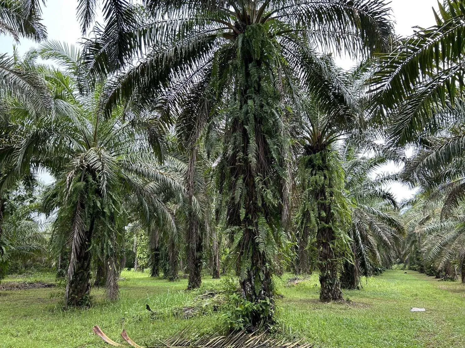 Land for Sale 44 rai in Tai Muang, Phang Nga — Thumbnail 5