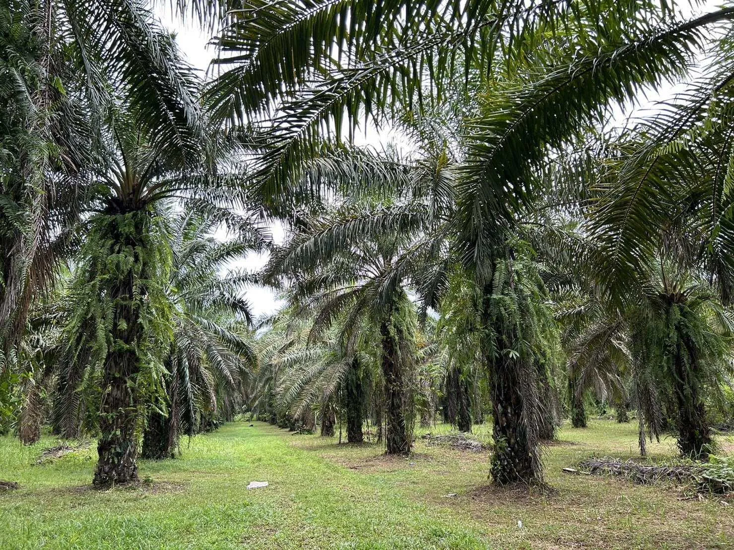 Land for Sale 44 rai in Tai Muang, Phang Nga — Thumbnail 6
