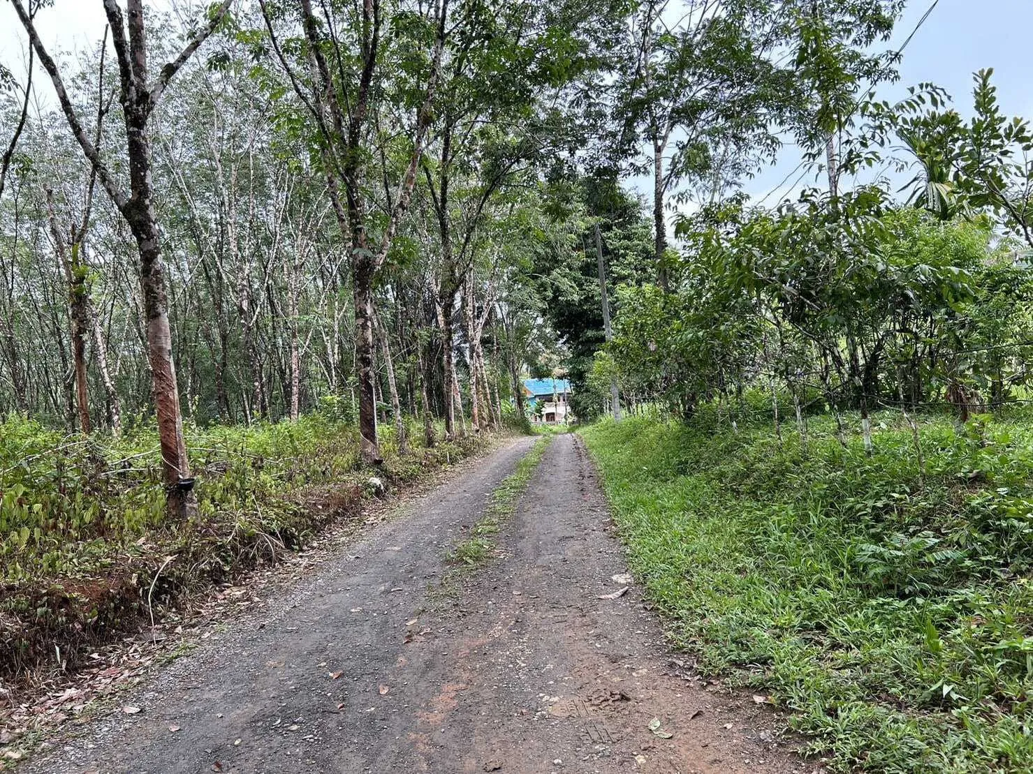 Land for Sale 44 rai in Tai Muang, Phang Nga — Thumbnail 7