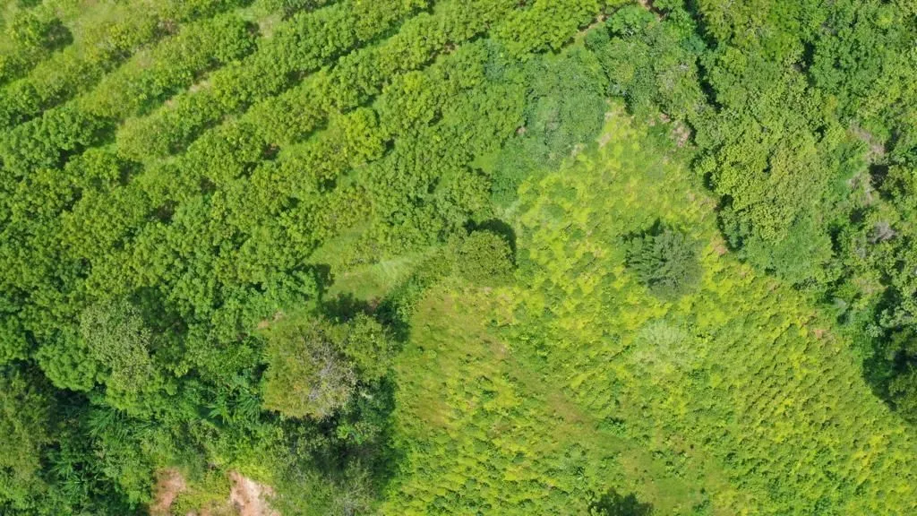 Land 7 Rai For Sale, Mai Khao, Phuket — Thumbnail 7