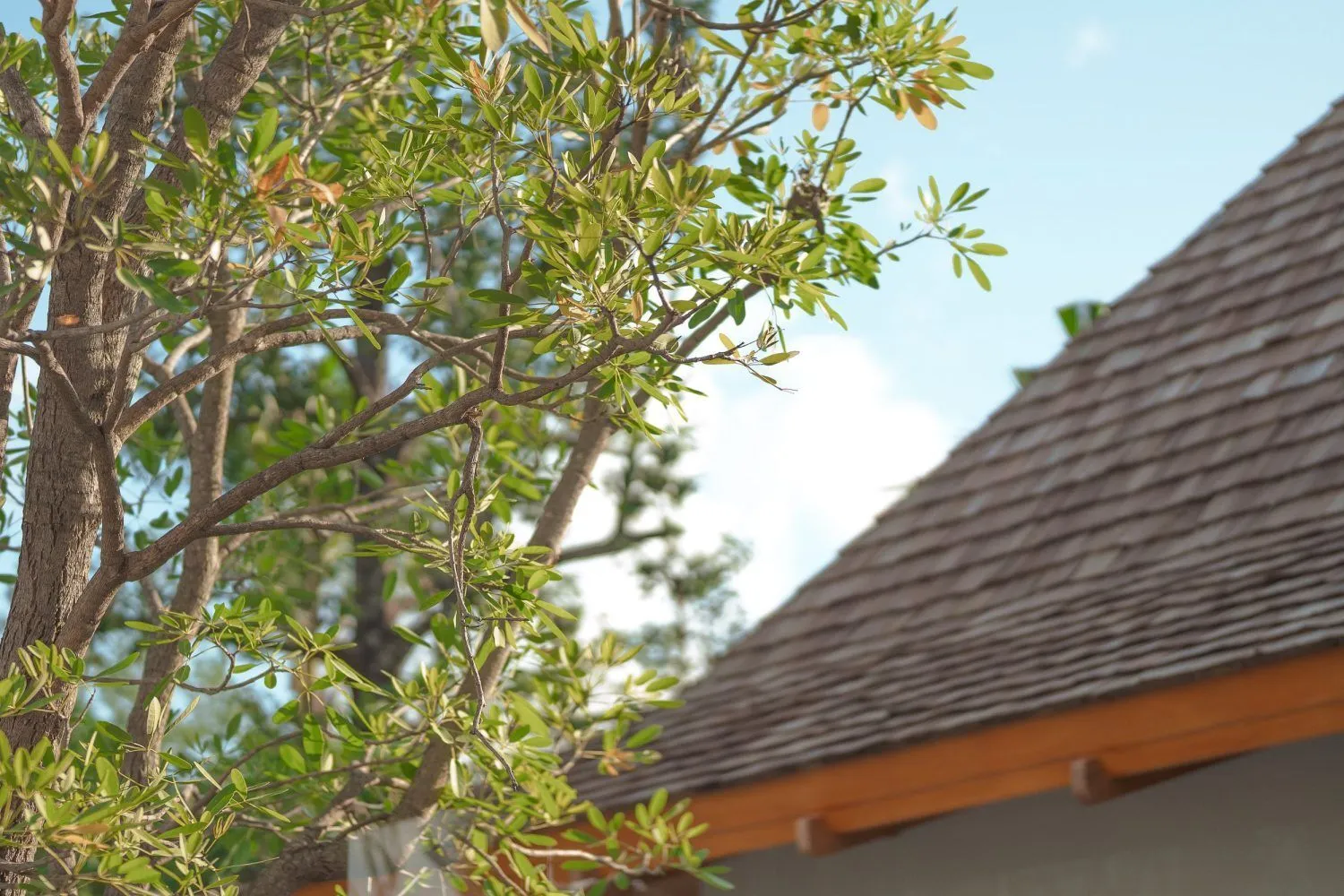 Anchan Indigo –  Luxurious 3BR Pool Villas for Sale in Phuket’s Tranquil Thalang District — Thumbnail 14