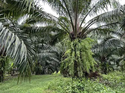 Land for Sale 44 rai in Tai Muang, Phang Nga