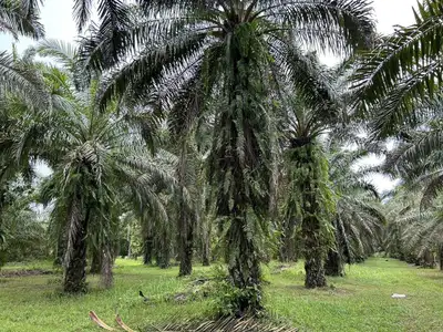 Land for Sale 44 rai in Tai Muang, Phang Nga