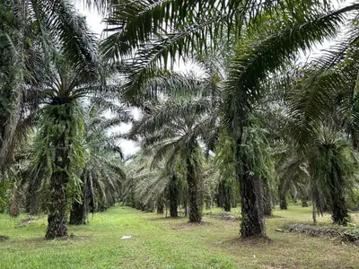 Land for Sale 44 rai in Tai Muang, Phang Nga