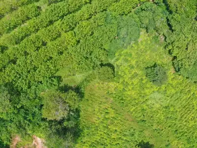 Land 7 Rai For Sale, Mai Khao, Phuket